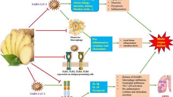 Inflammation-mediated effects of SARS-CoV-2 on COVID-19 pathogenesis