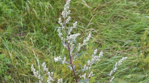 Medicinal Plant Mugwort. Artemisia Annua — A much underestimated…, by Mark, Health Publication